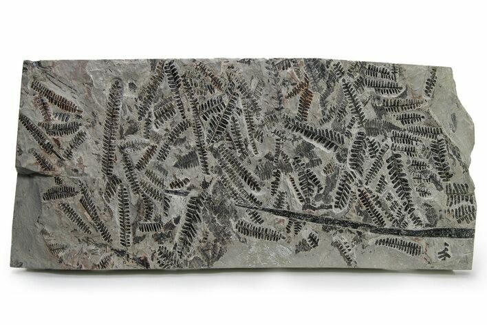 Carboniferous Fossil Fern (Pecopteris) Frond Plate - France #338625